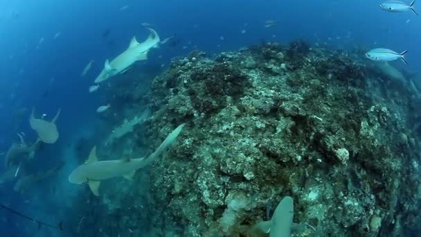 Dykning med hajar i stim av fisk i undervattens marina djurliv i Fiji. — Stockvideo