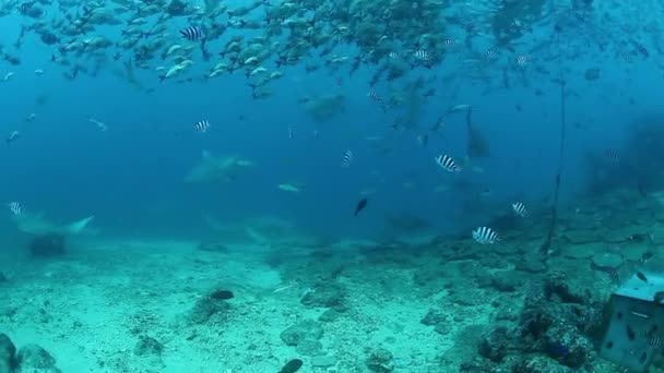 Люди со стаей акул в подводной морской дикой природе Фиджи. — стоковое видео