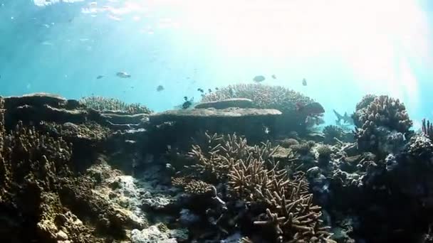 Taucher mit Riffhaien am Korallenriff im Unterwassermeer von Fidschi. — Stockvideo
