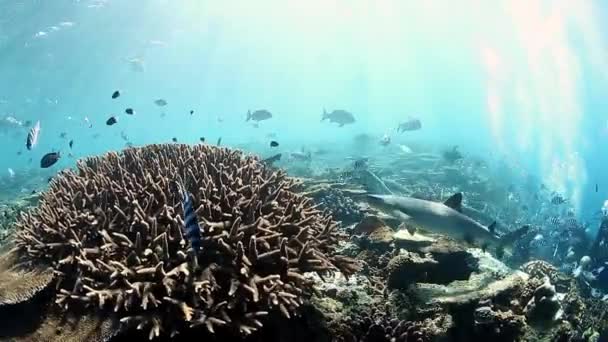 Ryby a žraloci pod vodou na korálových útesech v mořské přírodě na Fidži. — Stock video