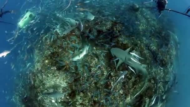 Round-robin circular video of extreme diving with sharks in underwater of Fiji. — Stock Video