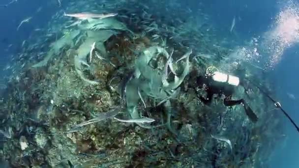 Dykning med hajar i stim av fisk i undervattens marina djurliv i Fiji. — Stockvideo