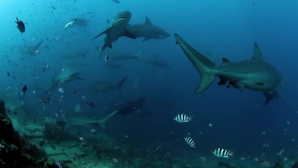 Lidé se smečkou žraloků v podmořské divočině na Fidži. — Stock video