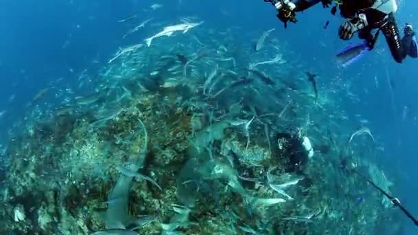 Personas con manada de tiburones en la fauna marina submarina de Fiyi. — Vídeos de Stock