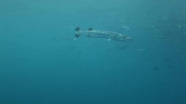Barracuda hal úszik búvárkodni a víz alatti óceán Fidzsi-szigetek. — Stock videók
