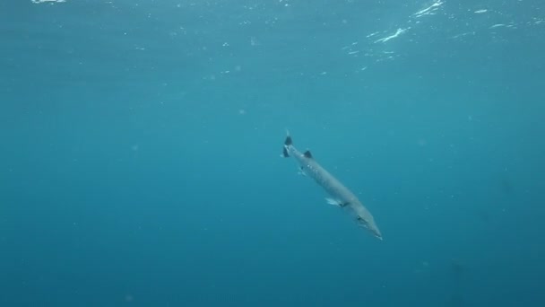 Skupina potápěčů natáčí video o barakudách v podmořském oceánu Fidži. — Stock video