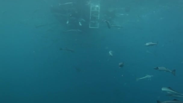 Fische unter Wasser in der Nähe des Bootsbodens in der Meeresfauna von Fidschi. — Stockvideo