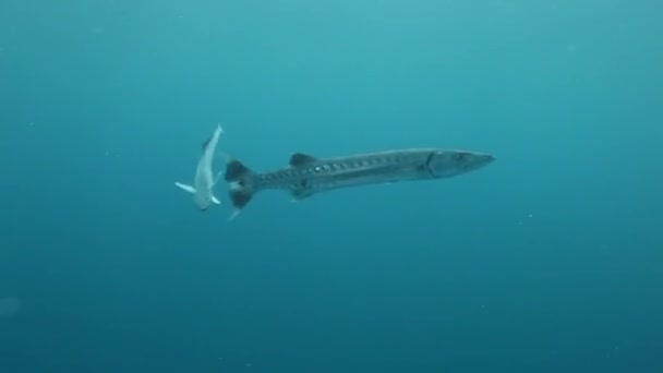 Barracuda fish in underwater ocean of Fiji. — Stock Video