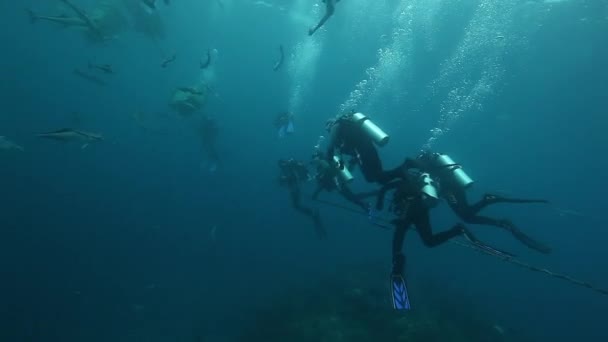 Дайвинг в подводных морских диких животных Фиджи. — стоковое видео