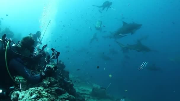 As pessoas alimentam tubarões na escola de peixes em vida marinha subaquática de Fiji. — Vídeo de Stock