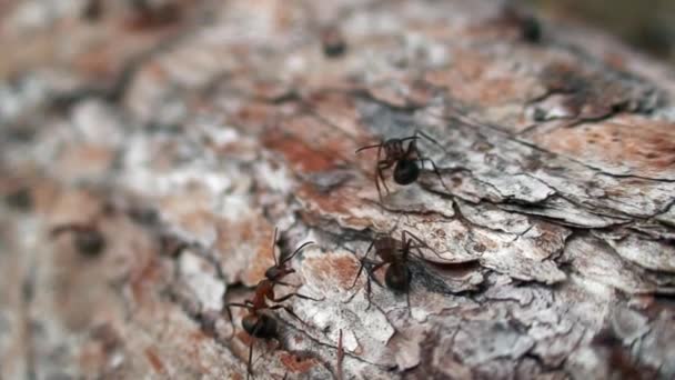 Mravenci Formica rufa na stromové kůře zblízka na Sibiři na Bajkalu. — Stock video