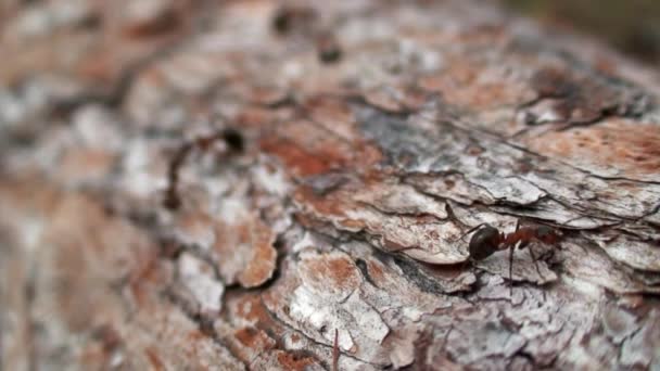 Hormigas Formica rufa en corteza de árbol primer plano en Siberia en Baikal. — Vídeos de Stock