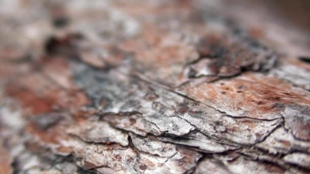 Myror Formica rufa på träd bark närbild i Sibirien på Baikal. — Stockvideo