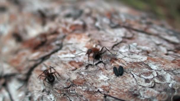 Myrer Formica rufa på træbark close-up i Sibirien på Baikal. – Stock-video