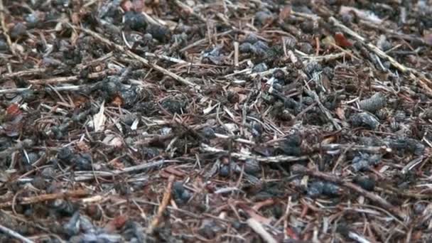 Anthill ingefära myror Formica rufa på träd bark närbild i Sibirien på Baikal. — Stockvideo