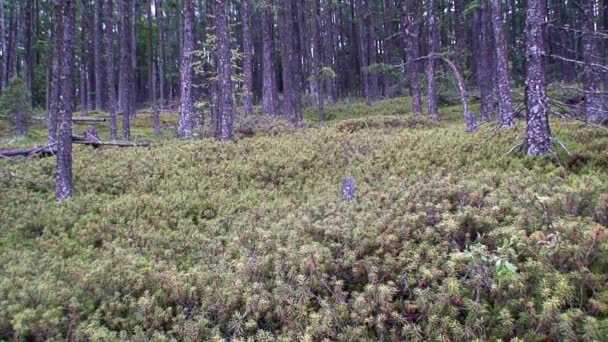 Paisaje natural sobre fondo de árboles verdes en la costa rocosa del lago Baikal. — Vídeos de Stock