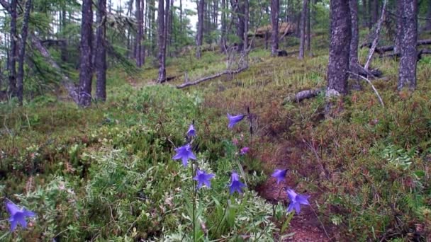 Paisaje natural sobre fondo de árboles verdes en la costa rocosa del lago Baikal. — Vídeo de stock