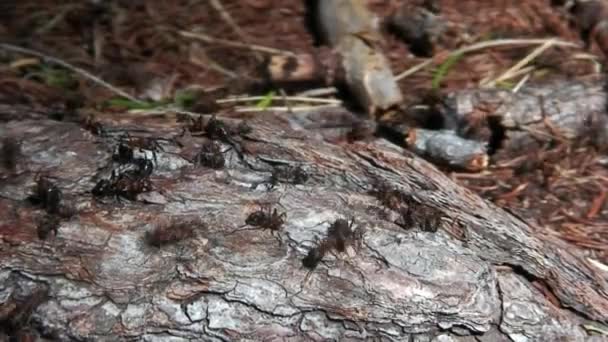 Ginger les mravenci Formica rufa na strom kůra zblízka na Sibiři na Bajkalu. — Stock video