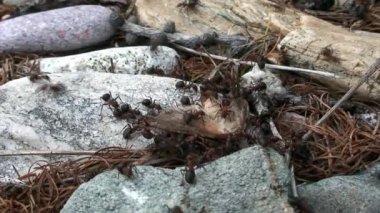 Kızıl Orman Karıncaları Formica Rufa Sibirya 'da güve yakaladı ve öldürdü..