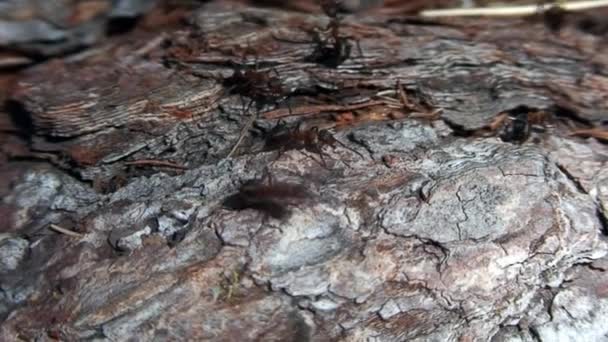 Close-up ingefær skov myrer Formica rufa på træ bark close-up i Sibirien. – Stock-video