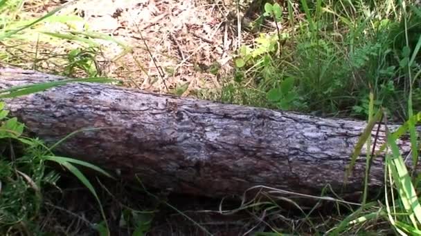 Týmová práce mravenců Formica rufa na stromové kůře zblízka na Sibiři na Bajkalu. — Stock video