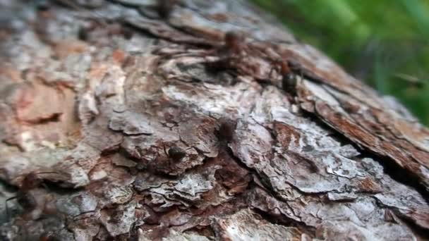 Hormigas Formica rufa en corteza de árbol primer plano en Siberia en Baikal. — Vídeos de Stock