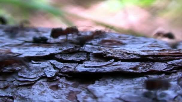 Formica rufa formigas na casca da árvore close-up na Sibéria em Baikal. — Vídeo de Stock