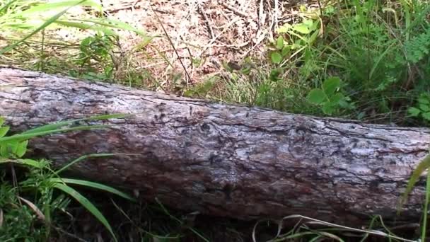 Trabajo en equipo de hormigas Formica rufa en corteza de árbol de cerca en Siberia en Baikal. — Vídeo de stock