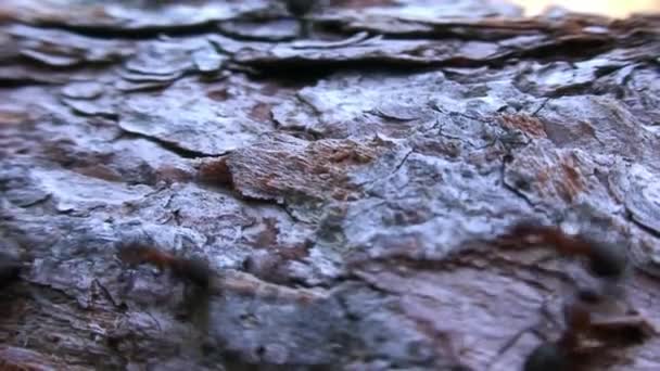 Formica rufa formiche su corteccia d'albero primo piano in Siberia su Baikal. — Video Stock