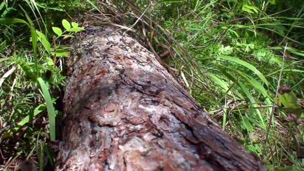Hormigas Formica rufa en corteza de árbol primer plano en Siberia en Baikal. — Vídeo de stock