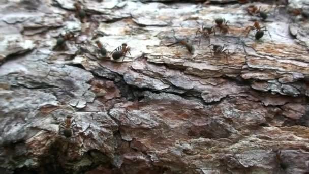 Formica rofa mieren op boomschors close-up in Siberië op Baikal. — Stockvideo