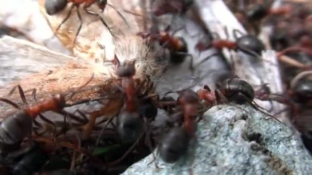 Ingefärsmyror Formica rufa fångade och dödade mal närbild i Sibirien. — Stockvideo