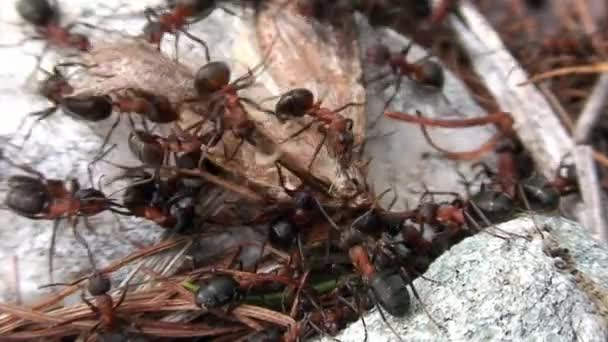 Ingefær skov myrer Formica rufa fanget og dræbt møl close-up i Sibirien. – Stock-video