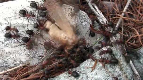 Ginger forest ants Formica rufa captured and killed moth close-up in Siberia. — Stock Video