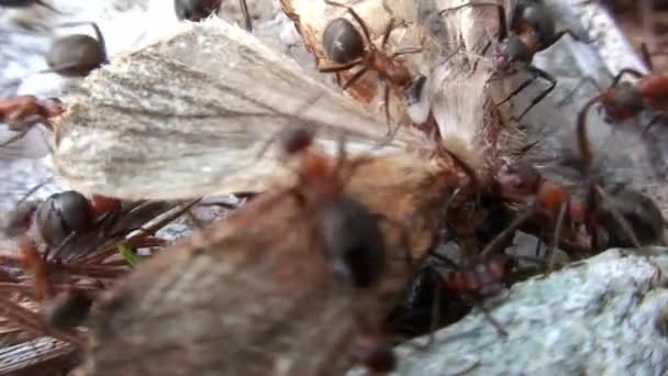 Ingefära skogsmyror sliter på delar av mal närbild i Sibirien. — Stockvideo