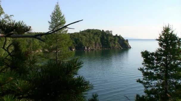 最も深い淡水湖の岩場にあるタイガの緑の木バイカル. — ストック動画