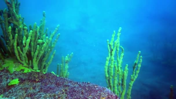 Langostinos crustáceos de color amarillo brillante en la fauna submarina de Baikal. — Vídeo de stock