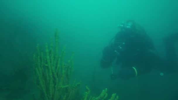 Jasně žluté korýšovité raky krevety v podvodní fauně Bajkalu. — Stock video