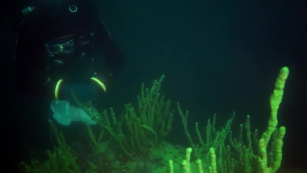Naukowiec podróżnik nurka pod wodą pod lodem na dnie jeziora Bajkał. — Wideo stockowe