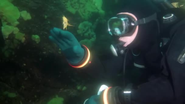 Investigador viajero buzo bajo el agua bajo el hielo en el fondo del lago Baikal. — Vídeos de Stock