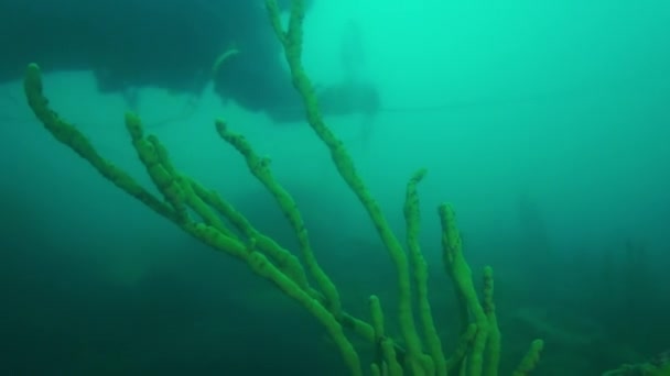 Fényes sárga rákos garnélarák Bajkál víz alatti állatvilágában. — Stock videók