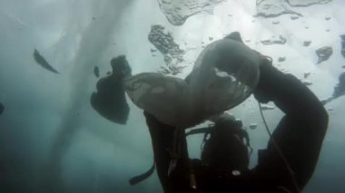 Araştırmacı gezgin, Baykal Gölü 'nün dibindeki buzun altında dalgıç..