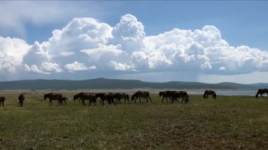 Hubsugul Gölü yakınlarındaki Moğolistan 'ın vahşi bozkırlarında at sürüsü..