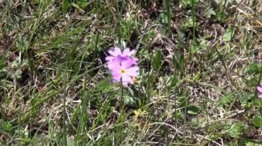 Moğolistan 'ın yeşil bozkırında çiçekler.