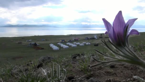 Lila virágok Mongólia zöld, vad sztyeppén. — Stock videók
