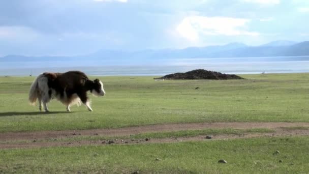 En långhårig tjur med tibetansk tjur som grymtar oxe i Mongoliet. — Stockvideo