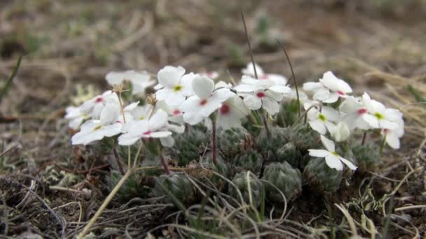 Bílé květy v divoké stepi Mongolska. — Stock video