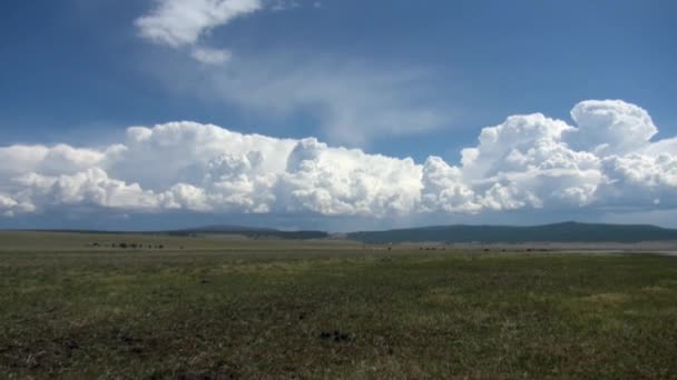 Estepas salvajes y manada de caballos en la distancia en Mongolia. — Vídeos de Stock