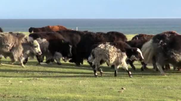 Hjord av långhåriga jaker kor tjurar sarlyk grymtande oxe i Mongoliet. — Stockvideo