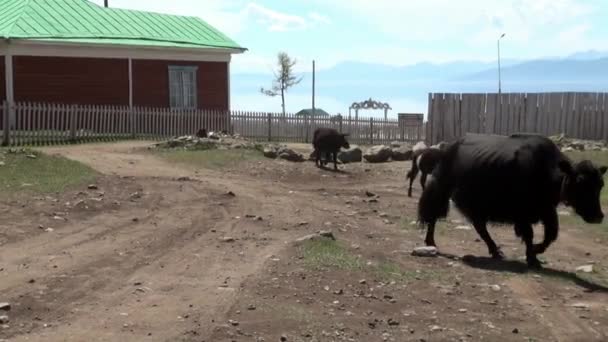 Egy hosszú hajú jaktehén tibeti bika sarlyk közel fa kerítés Mongóliában. — Stock videók